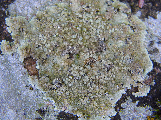 lekanora Lecanora sp.