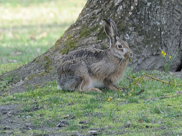 zajac poľný  Lepus europaeus