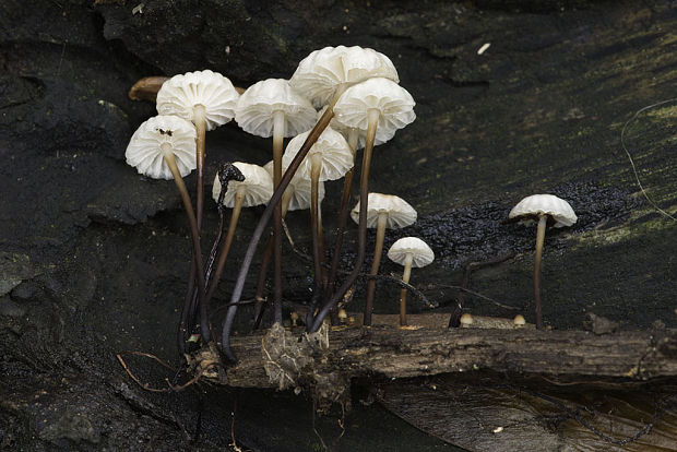 tanečnica golieriková Marasmius cf. rotula