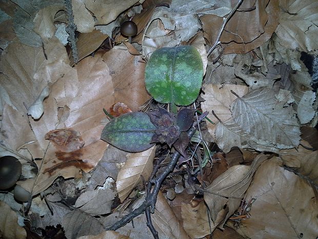 pľúcnik lekársky Pulmonaria officinalis L.