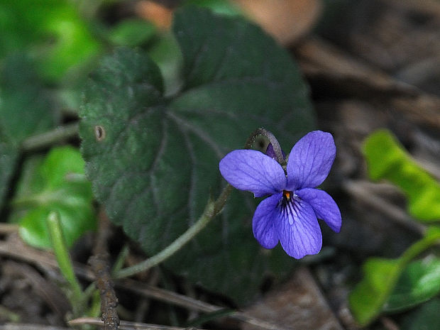 fialka lesná Viola reichenbachiana Jord. ex Boreau