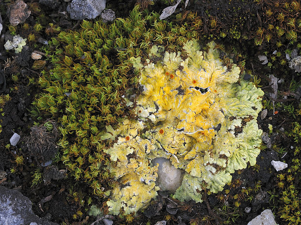 blýskavka žltá Gyalolechia fulgens (Sw.) Søchting, Frödén & Arup