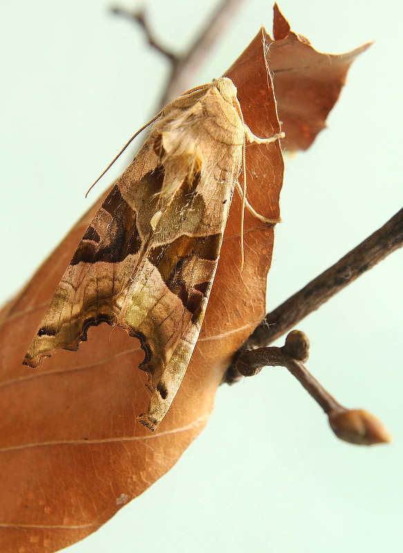 sivkatec mramorovaný Phlogophora meticulosa