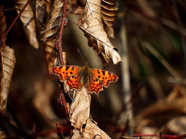 babôčka zubatokrídla (sk) / babočka bílé C (cz) Polygonia c-album Linnaeus, 1758