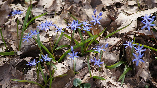 scila dvojlistá Scilla bifolia agg. L.