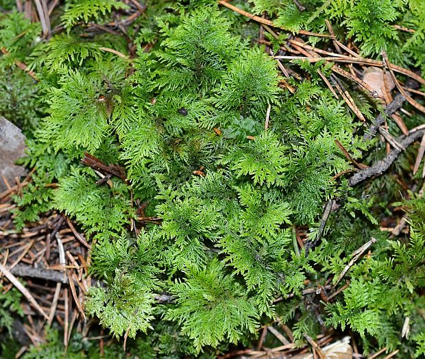 tujovička tamarišková Thuidium tamariscinum (Hedw.) Schimp.