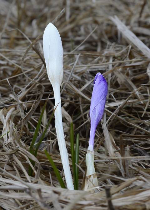 šafran spišský Crocus discolor G. Reuss