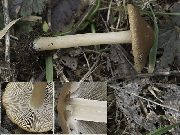 drobuľka hnedosivá Psathyrella spadiceogrisea (Schaeff.) Maire