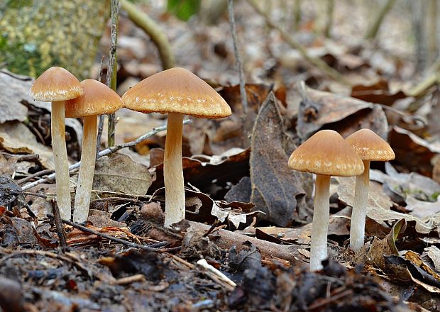 drobuľka hnedosivá Psathyrella spadiceogrisea (Schaeff.) Maire