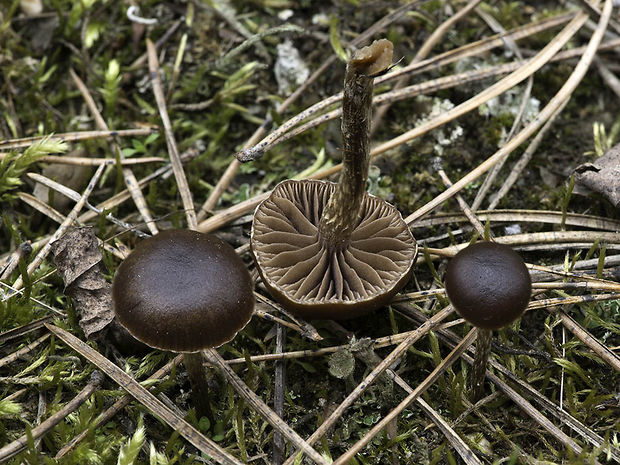 holohlavec tmavý Psilocybe cf. montana (Pers.) P. Kumm.