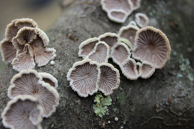 klanolupeňovka obyčajná Schizophyllum commune Fr.