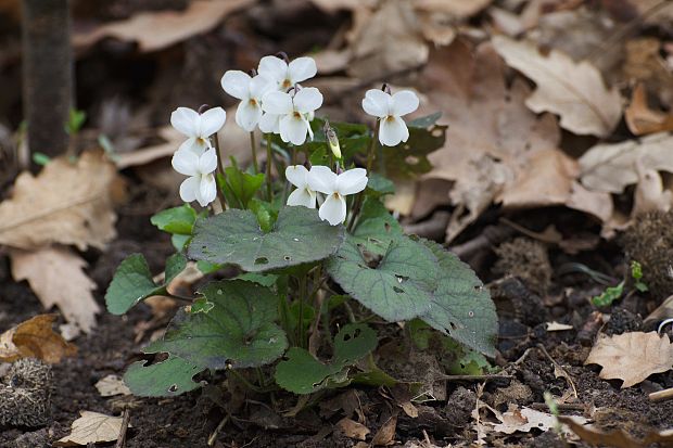 fialka voňavá - biela Viola odorata L.