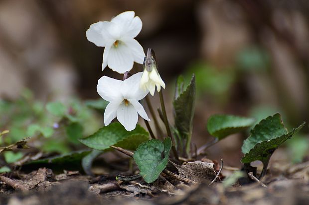 fialka voňavá - biela Viola odorata L.