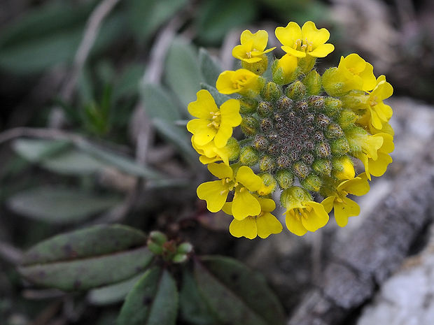 tarica kopcová pravá Alyssum montanum subsp. montanum L.