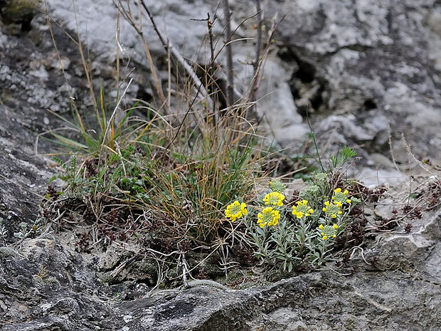 tarica kopcová pravá Alyssum montanum subsp. montanum L.