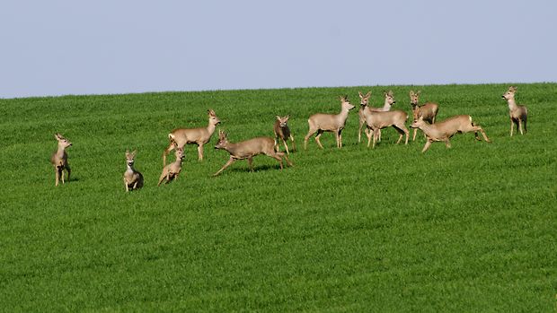 srna lesná Capreolus capreolus