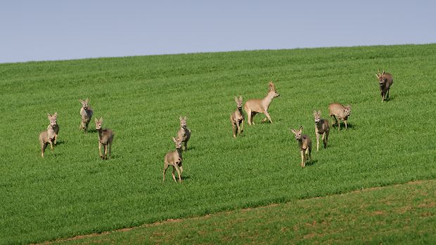 srna lesná Capreolus capreolus