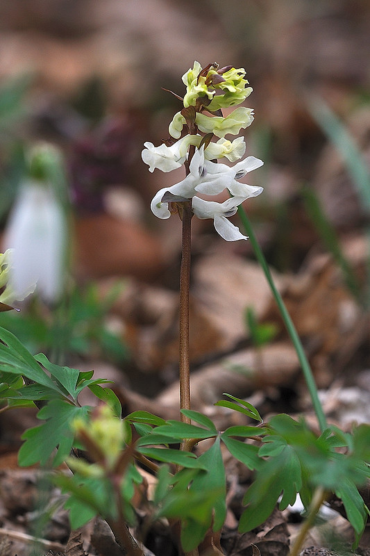 chochlačka dutá Corydalis cava (L.) Schweigg. et Körte