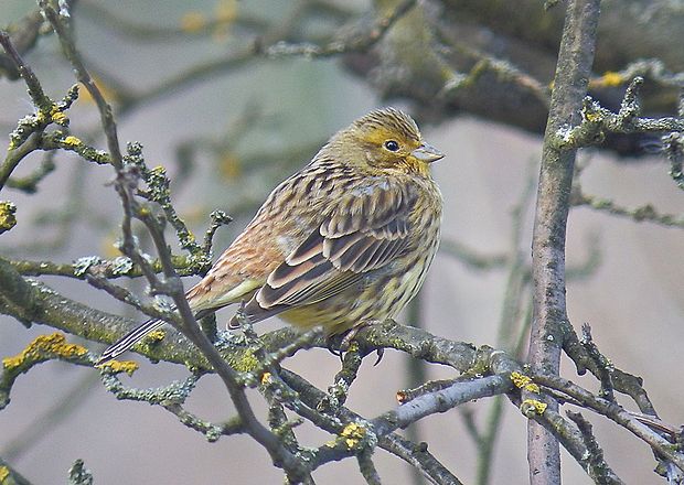 strnádka žltá Emberiza citrinella