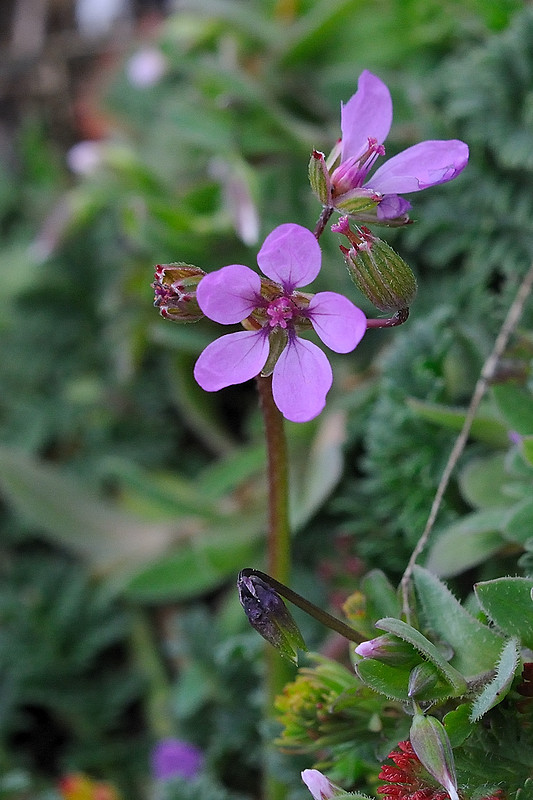 bociannik rozpukovitý Erodium cicutarium (L.) L