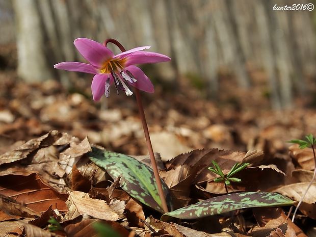 kandik psí Erythronium dens-canis L.