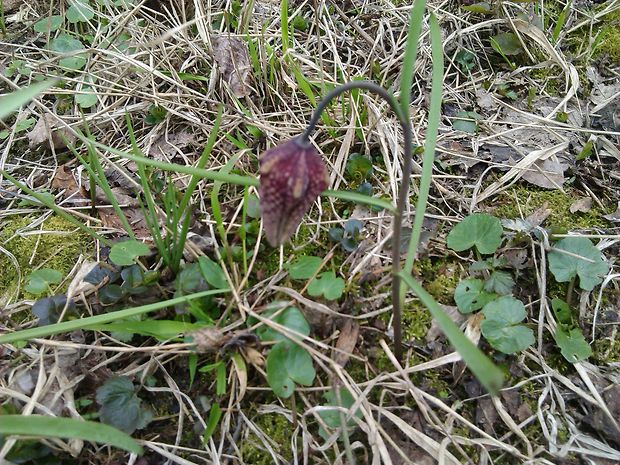 korunkovka strakatá Fritillaria meleagris L.