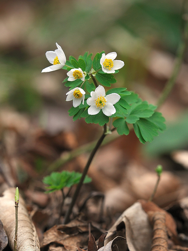 veterník žltuškovitý Isopyrum thalictroides L.