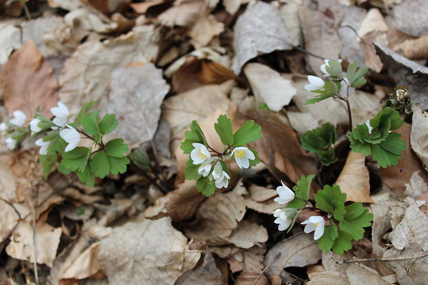 veterník žltuškovitý Isopyrum thalictroides L.