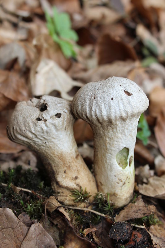 prášnica Lycoperdon sp.