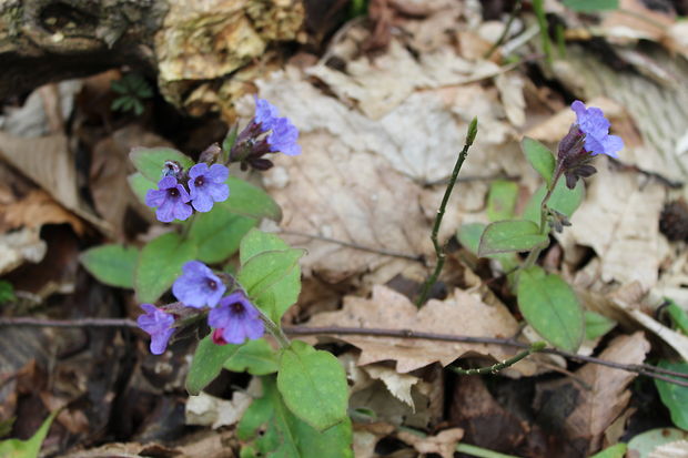 pľúcnik lekársky Pulmonaria officinalis L.