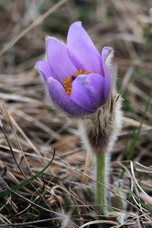 poniklec veľkokvetý Pulsatilla grandis Wender.