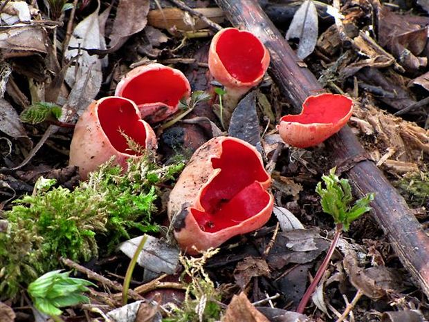 ohnivec Sarcoscypha sp.