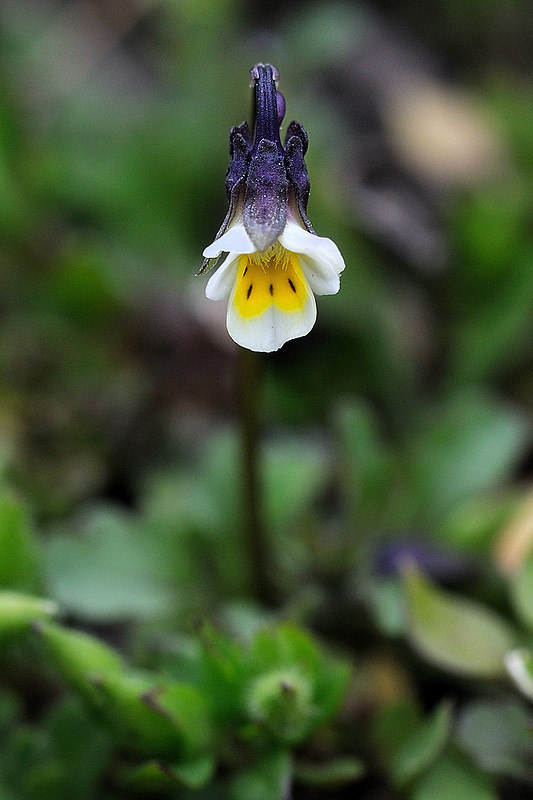 fialka kitaibelova Viola kitaibeliana Schult.