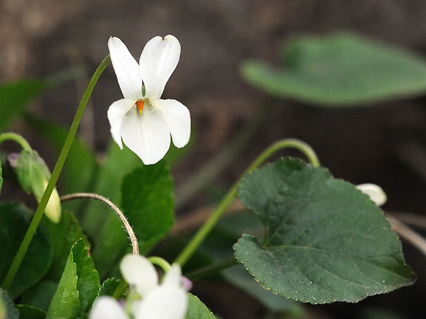 fialka voňavá Viola odorata L.