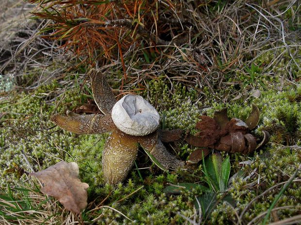 hviezdovec vlahojavný Astraeus hygrometricus (Pers.) Morgan