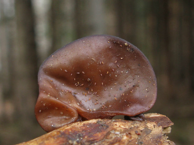 uchovec bazový Auricularia auricula-judae (Bull.) Quél.