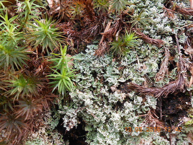 dutohlávka Cladonia caespiticia (Pers.) Flörke