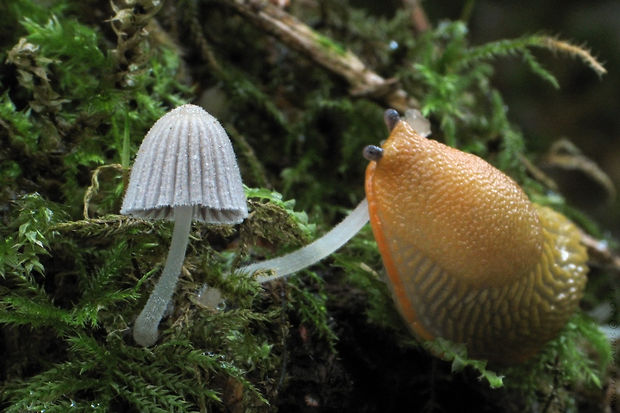 hnojník rozsiaty Coprinellus disseminatus (Pers.) J.E. Lange