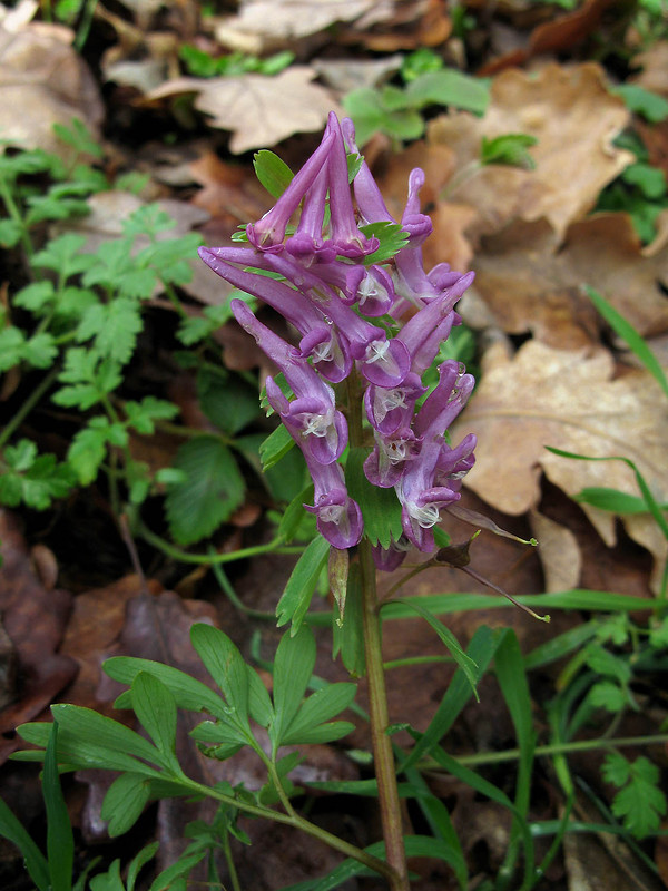 chochlačka plná Corydalis solida (L.) Clairv.