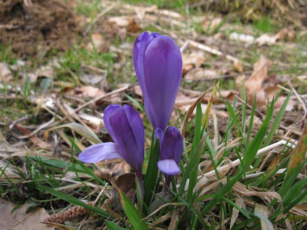 šafran spišský Crocus discolor G. Reuss