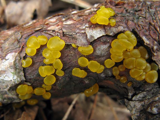 slzovec Dacrymyces sp.