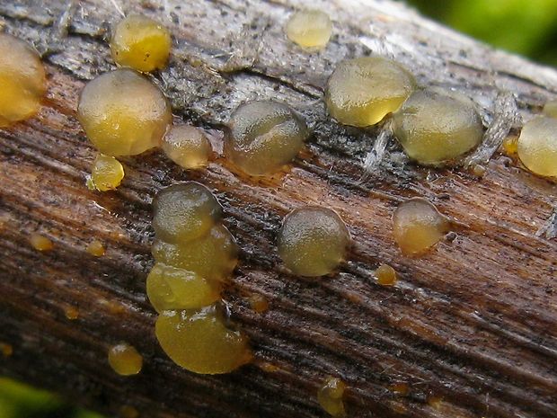 slzovec Dacrymyces sp.