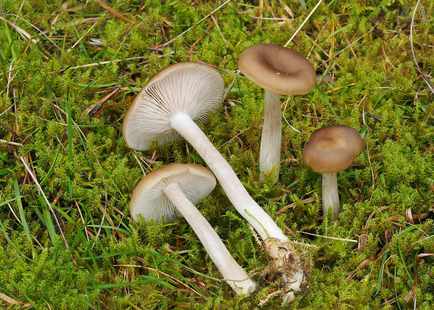 hodvábnica zúbkatá Entoloma sericatum (Britzelm.) Sacc.