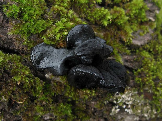 tmavorôsolovec mušľovitý Exidia truncata Fr.