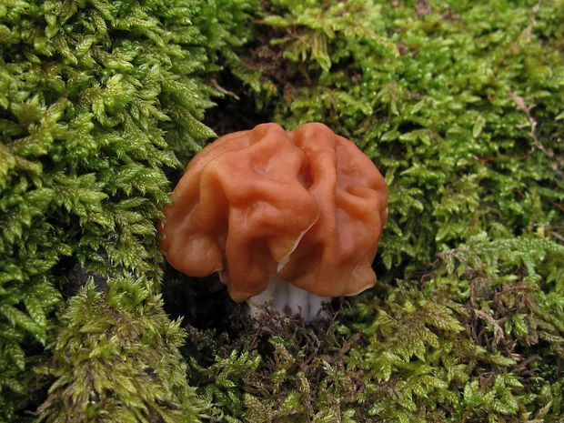 ušiak obrovský Gyromitra gigas (Krombh.) Cooke