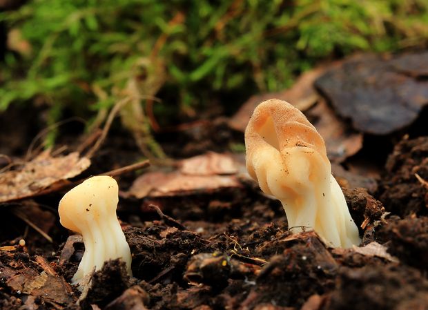 chriapač kalíškovitý Helvella acetabulum (L.) Quél.