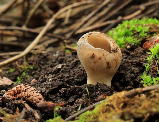 chriapač sosnový Helvella leucomelaena (Pers.) Nannf.