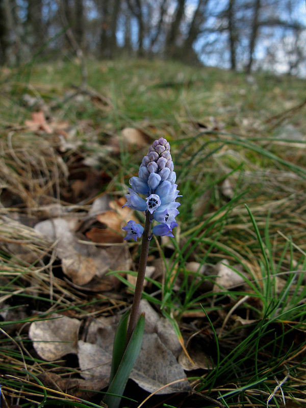 hyacint Hyacinthella leucophaea