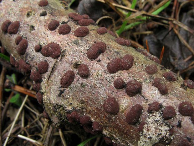 drevovček hnedý Hypoxylon fuscum (Pers.) Fr.