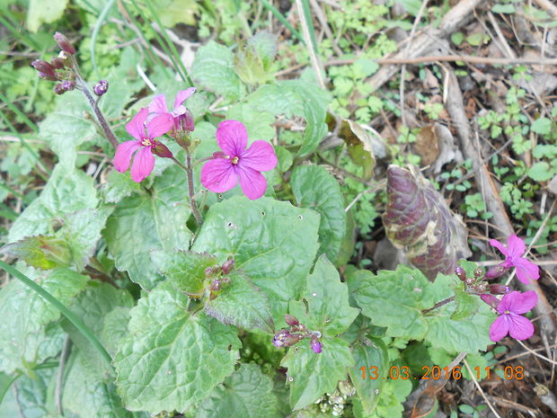 mesačnica ročná Lunaria annua L.